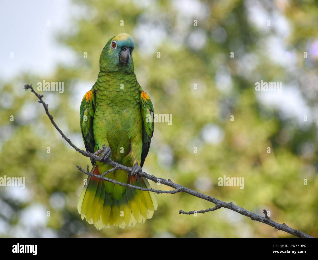 turquoise-fronted amazon (Amazona aestiva) perching in the wild in Buenos Aires Stock Photo
