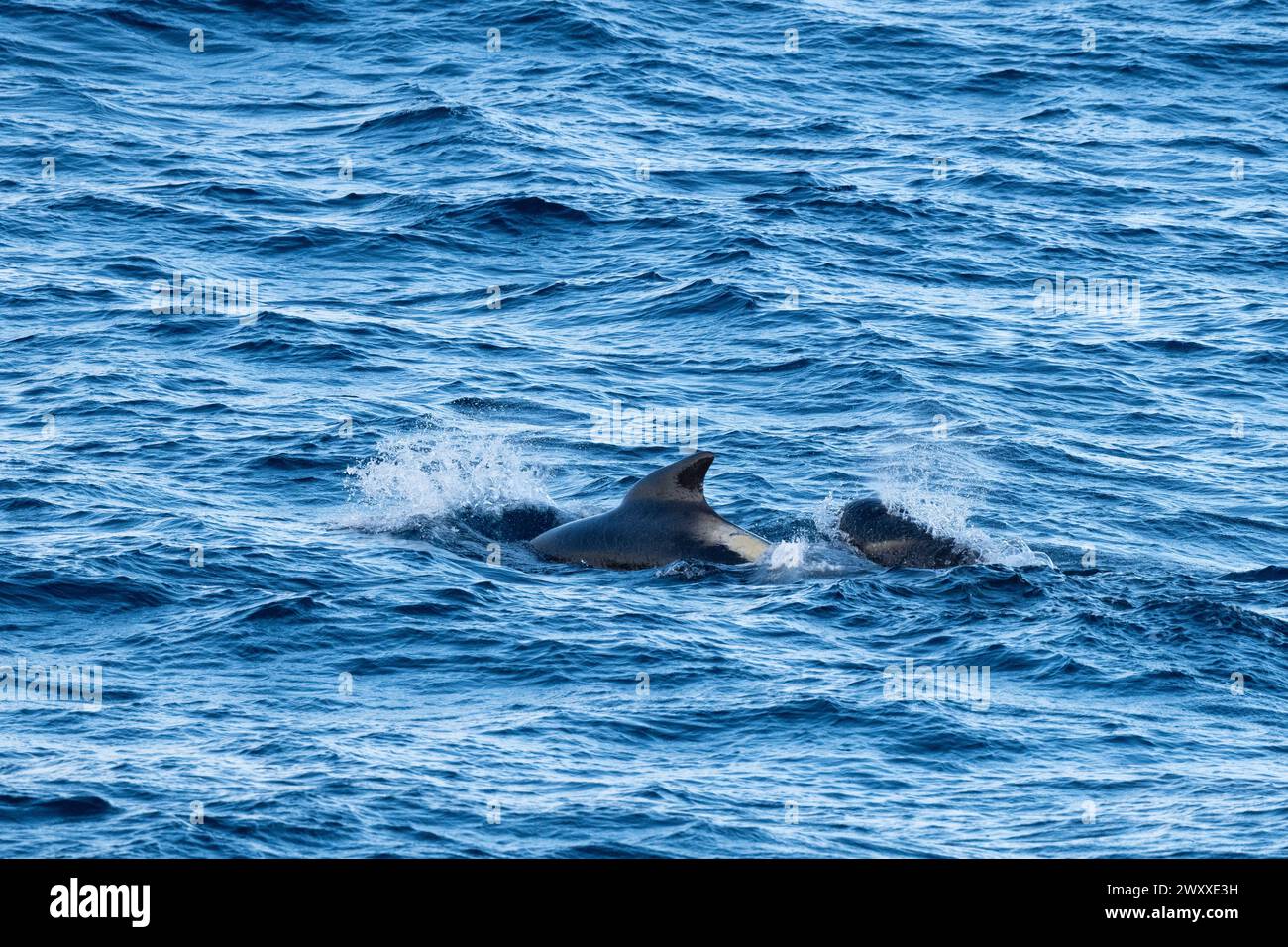Australia, Tasmania, near Macquire Island. Pod of long-finned pilot whales (Globicephala melas) 54° 34 16 S 158° 57 57 E Stock Photo