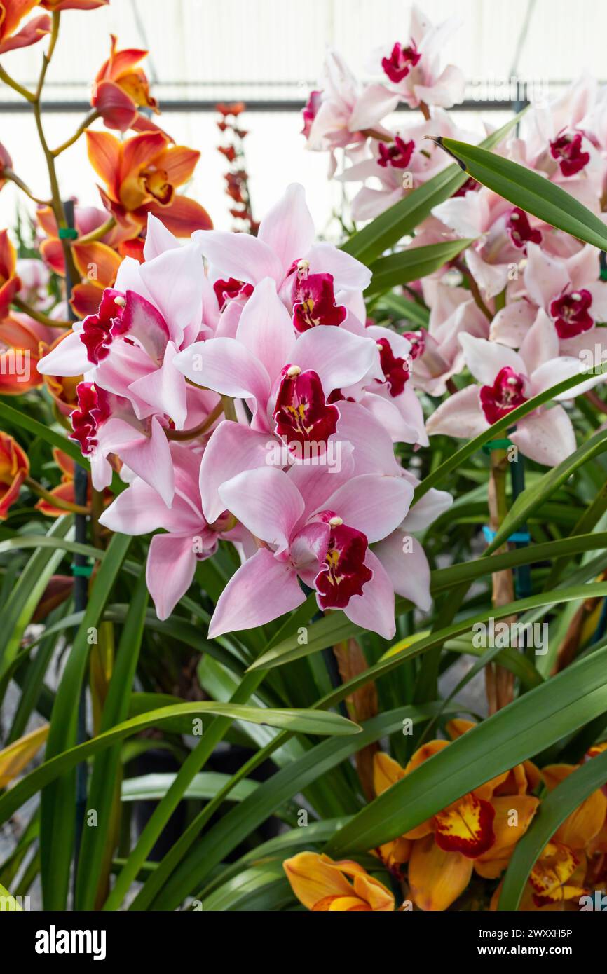 Orchid Insanity Kaylie Momo, pink flowers majestic Cymbidium House Plant. Blossom Halaenopsis Hyrid in Houseplant. Vertical Plane, Floriculture Stock Photo