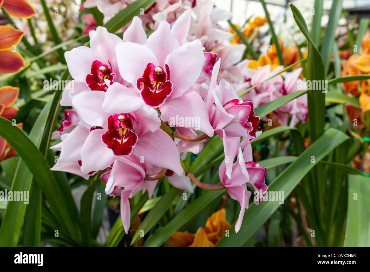 Orchid Insanity Kaylie Momo, pink flowers majestic Cymbidium House Plant. Blossom Halaenopsis Hyrid in Houseplant. Horizontal Plane, Floriculture Stock Photo