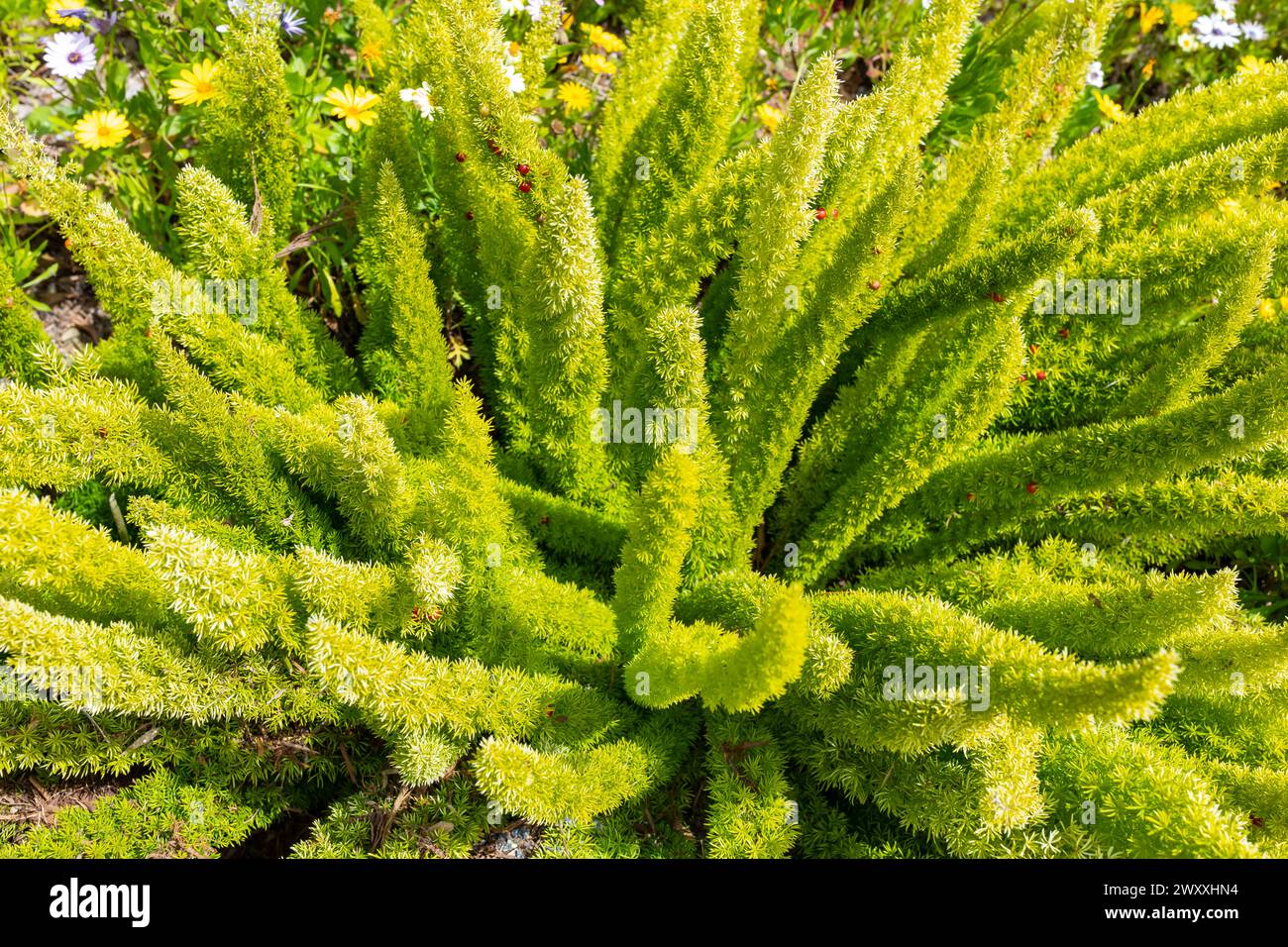 Green Foxtail Fern, Asparagus densiflorus Meyeri with Fruits, Seeds or Red Berries Outdoor. Indoor Plant or Annual Garden Plant. Gardening, Landscape Stock Photo