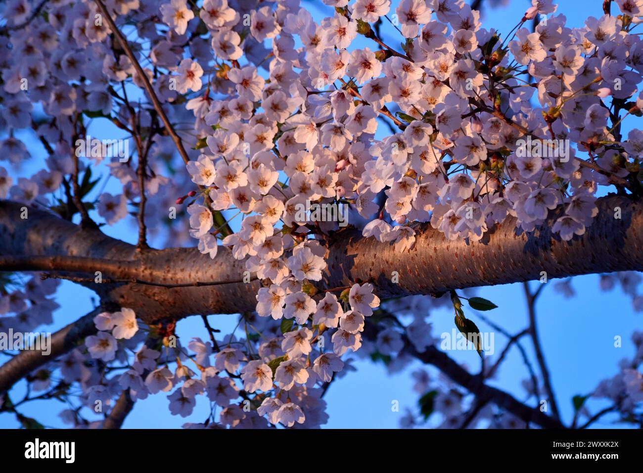 Beautiful golden flowers hi-res stock photography and images - Alamy