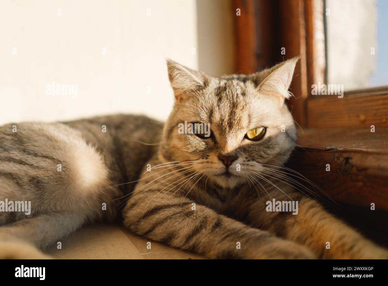 Portrait of a beautiful cat. Cute Cat Portrait. Happy Pet. Gray Scottish Straight cat sleeping.Home scene Stock Photo