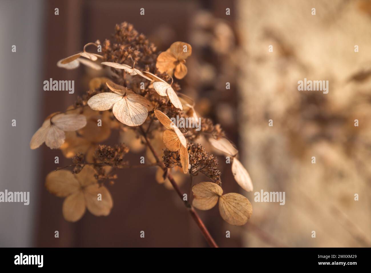 Dried hydrangea flowers on blurred background. Selective focus. Nature macro Stock Photo