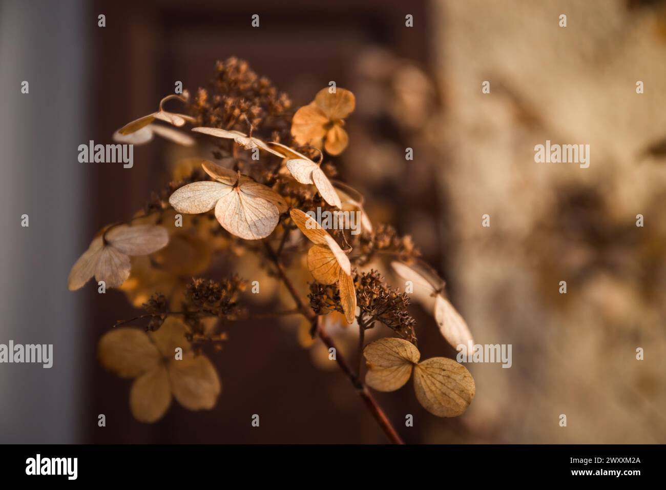 Dried hydrangea flowers on blurred background. Selective focus. Nature macro Stock Photo