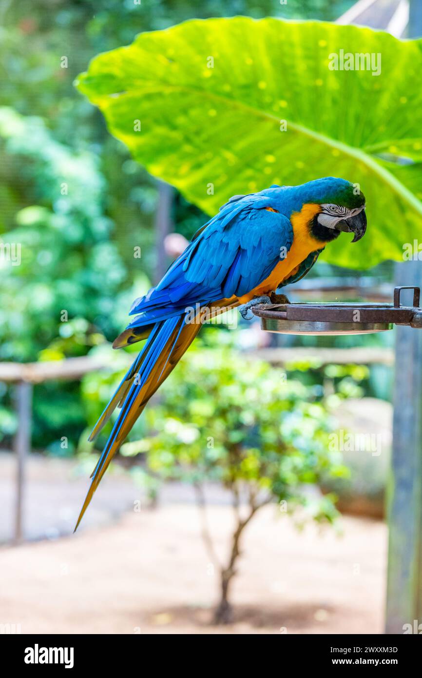 Blue yellow and red big Ara Macaw Parrot in a bird zoo Parque das Aves bird park Brazil Iguazu waterfalls. Bright colorful feather tropical birds Stock Photo