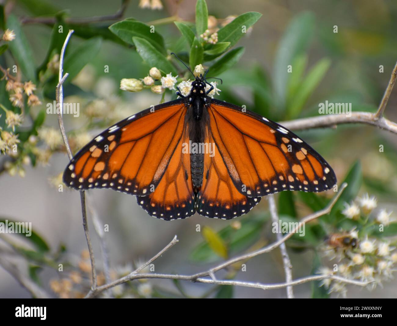 Monarch butterfly (danaus erippus, the sister species of Danaus plexippus) on wildflower Austroeupatorium inulifolium, in Spanish mariposera, seen in Stock Photo