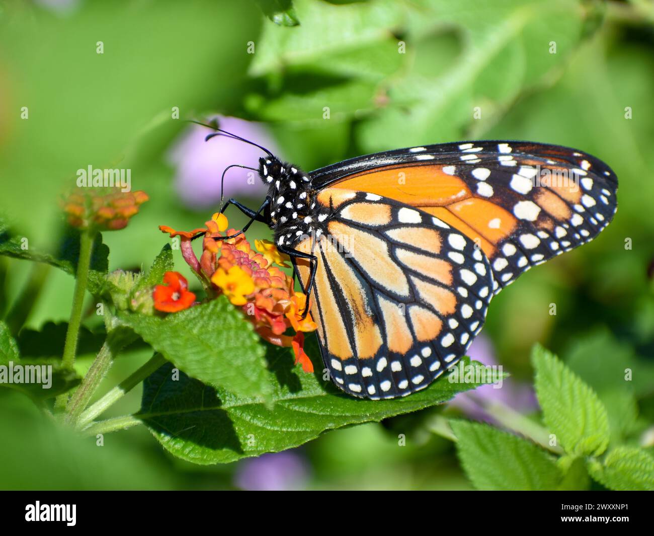 Monarch butterfly (danaus erippus, the sister species of Danaus plexippus) on a spanish flag (Lantana camara), seen in Buenos Aires, Argentina Stock Photo