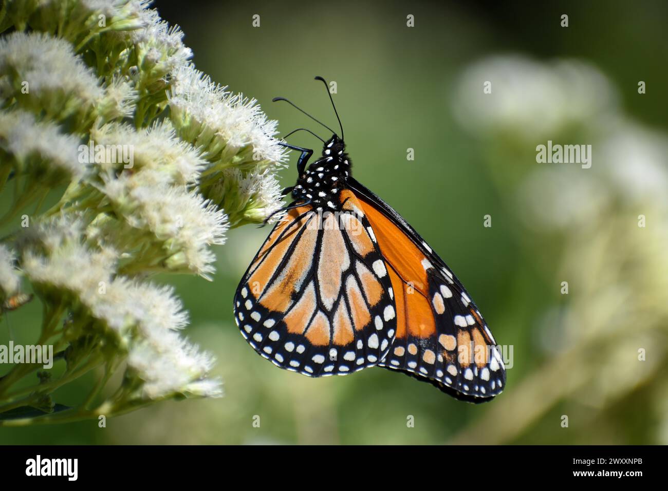 Monarch butterfly (danaus erippus, the sister species of Danaus plexippus) on wildflower Austroeupatorium inulifolium, in Spanish mariposera, seen in Stock Photo