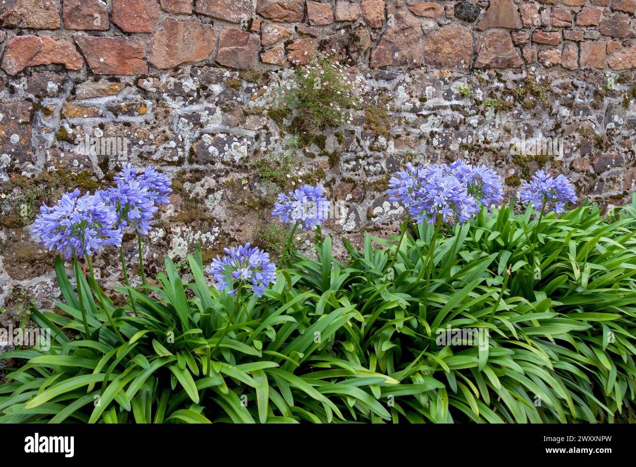 Lilies of the nile (Agapanthus) in front of a granite wall and mexican fleabane (Erigeron karvinskianus) or wall daisy, Brittany, France Stock Photo