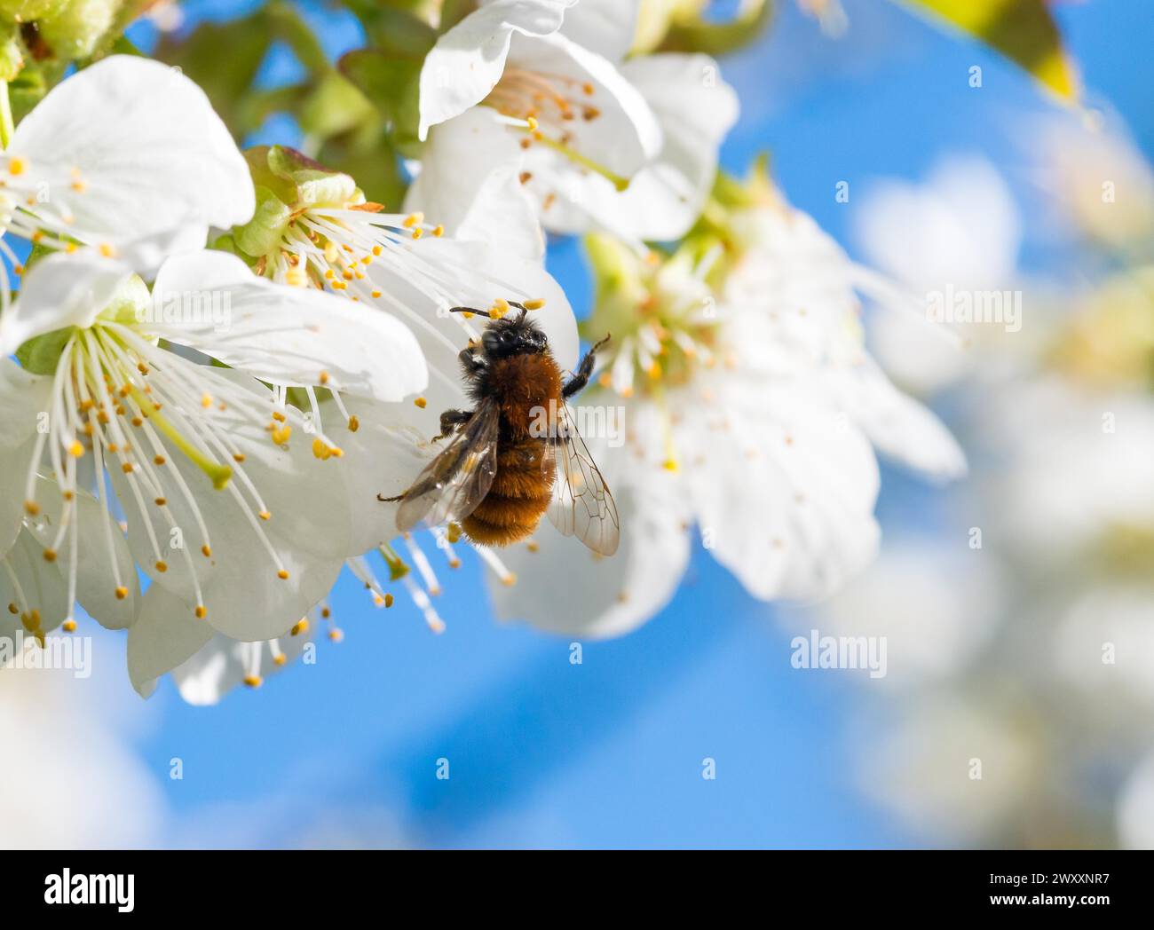 Tawny mining bee (Andrena fulva), female collects pollen from fragrant, white flowers of bird cherry (Prunus avium) or sweet cherry, cherry blossom Stock Photo