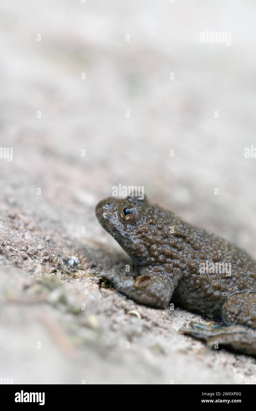 Yellow-bellied toad (Bombina variegata), sitting on stone, Stolberg, Germany Stock Photo