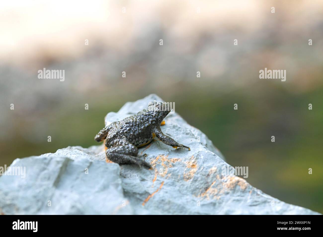 Yellow-bellied toad (Bombina variegata), sitting on stone, Stolberg, Germany Stock Photo
