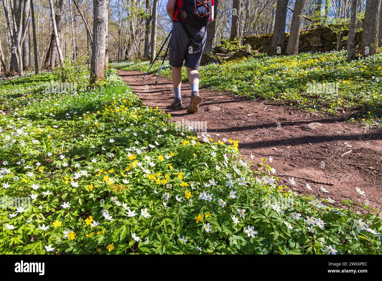 Blooming Wood anemone (Anemone nemorosa) and Yellow anemone (Anemone ranunculoides) by a footpath with a hiker at springtime Stock Photo