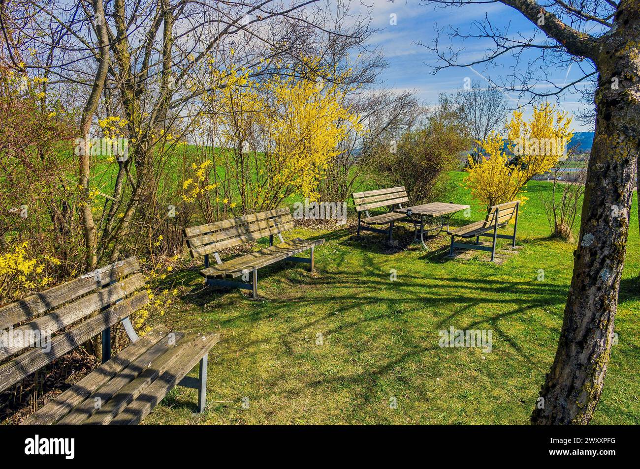 Wooden benches and flowering forsythia (Forsythia), Niedersonthofen, Allgaeu, Swabia, Bavaria, Germany Stock Photo