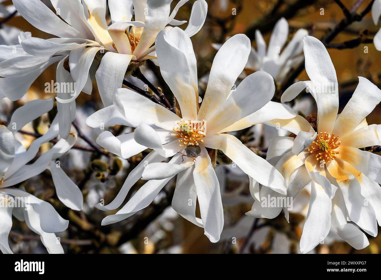 Star magnolia -Royal Star- with shield bug (Pentatomidae), Allgaeu, Swabia, Bavaria, Germany Stock Photo