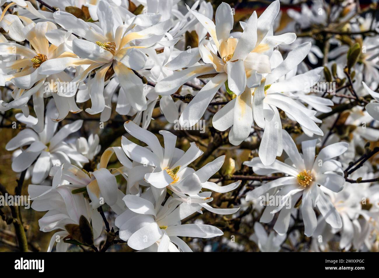 Star magnolia -Royal Star-, Allgaeu, Swabia, Bavaria, Germany Stock Photo