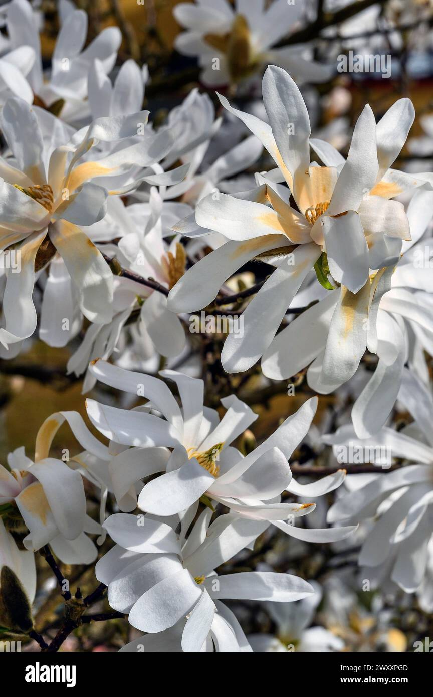 Star magnolia -Royal Star-, Allgaeu, Swabia, Bavaria, Germany Stock Photo