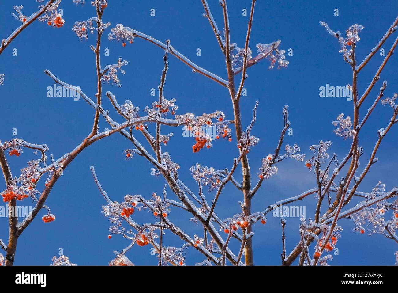 Close-up of Sorbus americana, American Mountain Ash tree branches with ice covered orange red berries against a blue sky in winter, Quebec, Canada Stock Photo