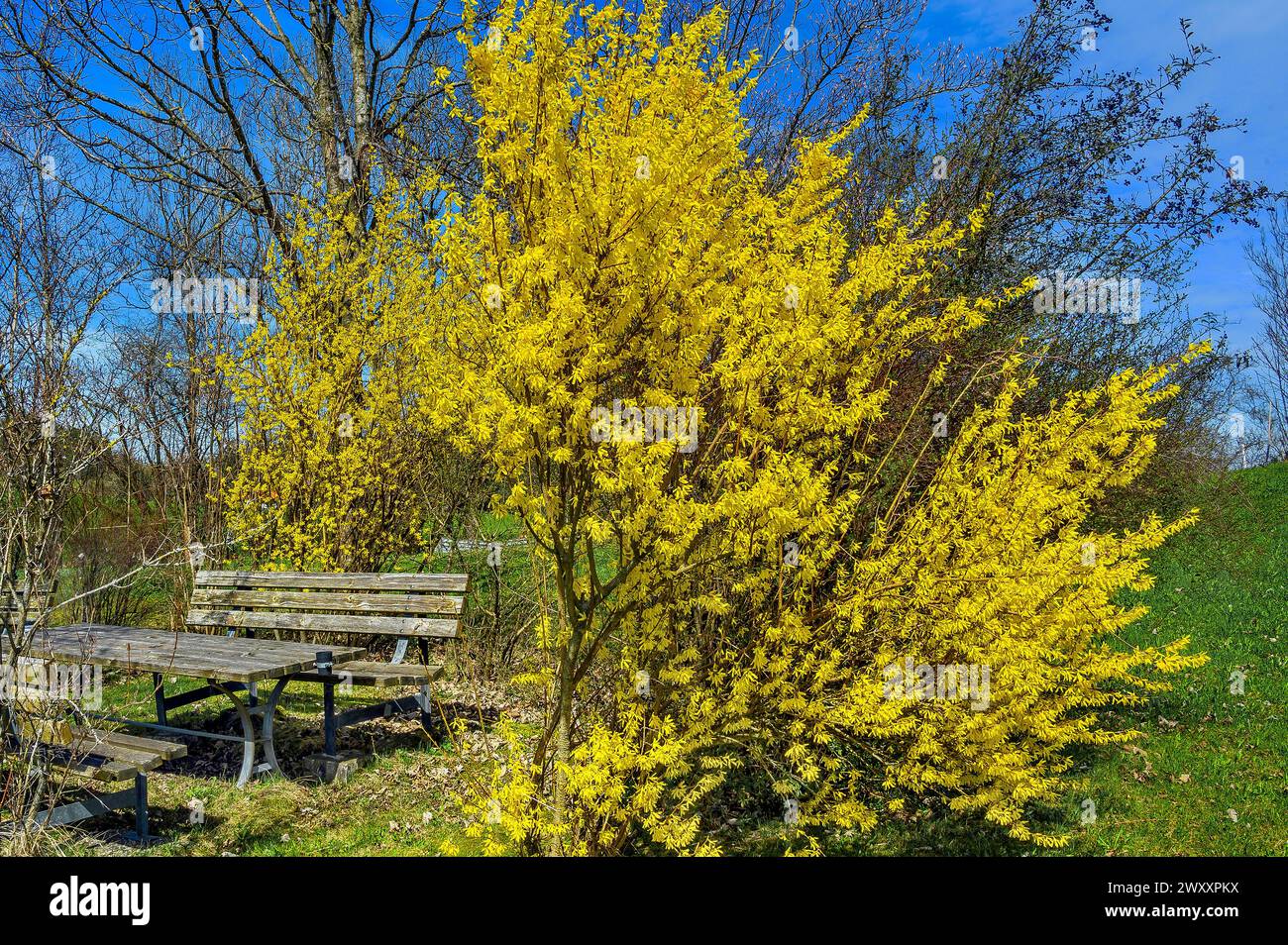 Wooden benches and flowering forsythia (Forsythia), Niedersonthofen, Allgaeu, Swabia, Bavaria, Germany Stock Photo