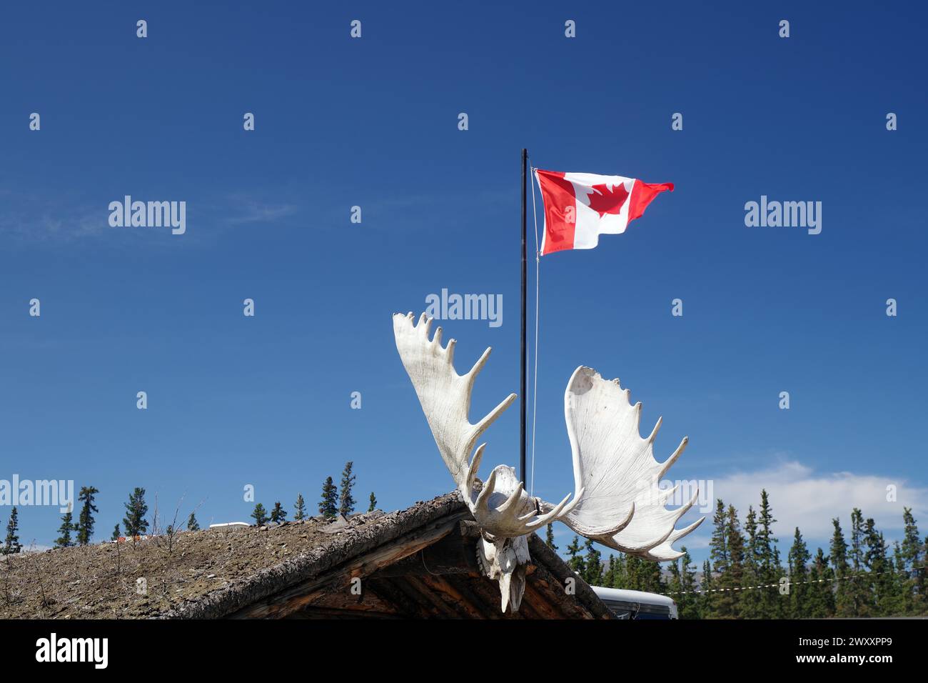 Canadian flag flying over a cabin and antlers, Carcross, Yukon Territory, Canada Stock Photo