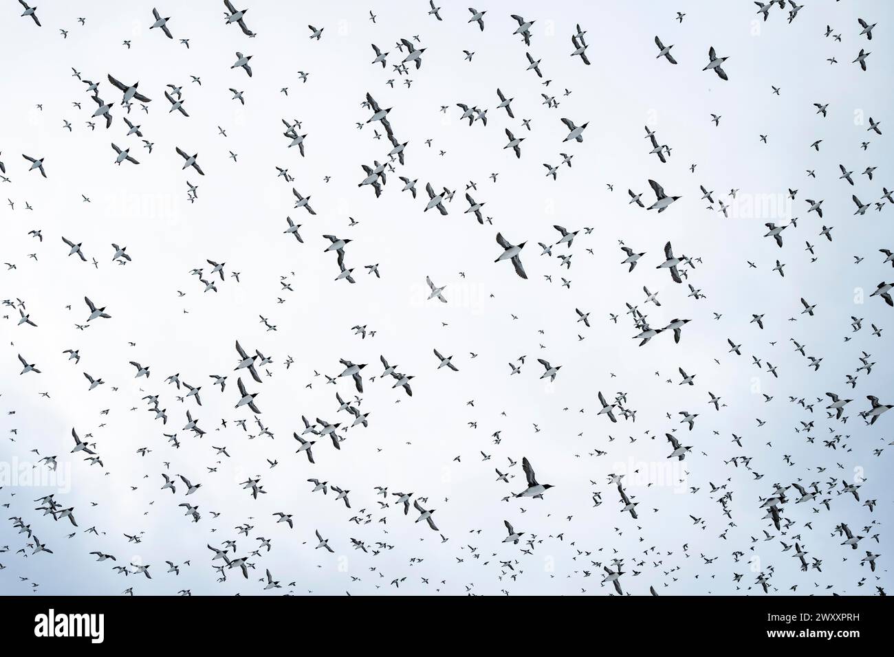 Flock of birds, common guillemots (Uria aalge) in flight, Hornoya Island, Hornoya, Vardo, Varanger Peninsula, Troms og Finnmark, Norway Stock Photo