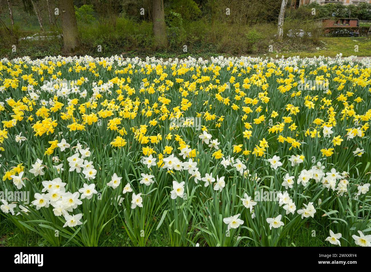 Daffodils, daffodils, park, Nerotal, Wiesbaden, Hesse, Germany Stock Photo
