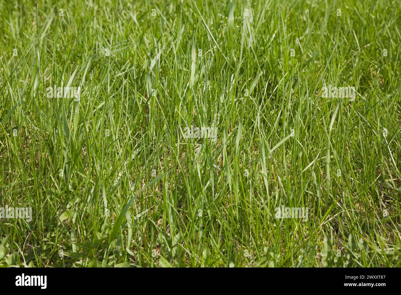 Close-up of neglected and in need of mowing Poa pratensis Kentucky bluegrass lawn in spring, Quebec, Canada Stock Photo