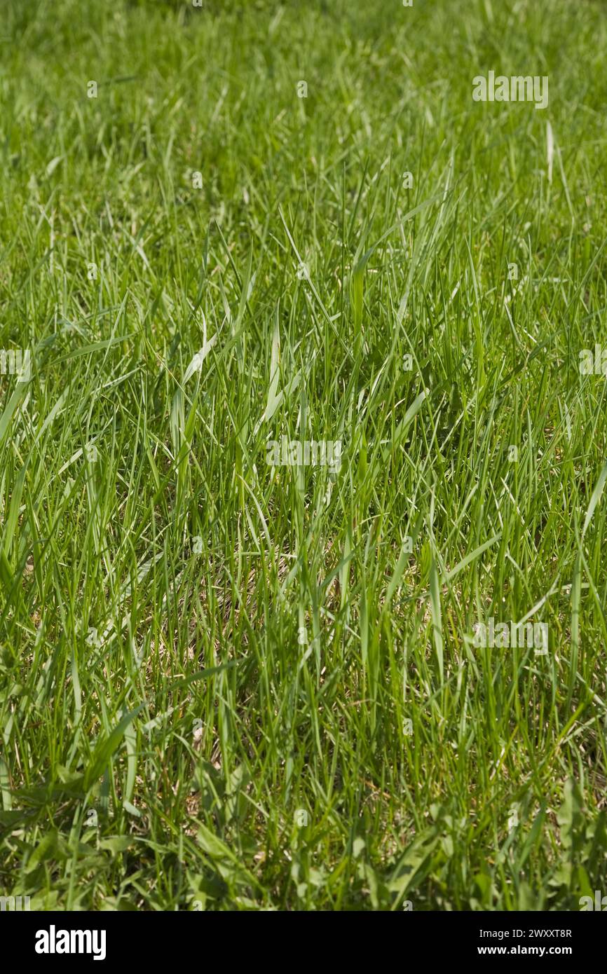 Close-up of neglected and in need of mowing Poa pratensis Kentucky bluegrass lawn in spring, Quebec, Canada Stock Photo