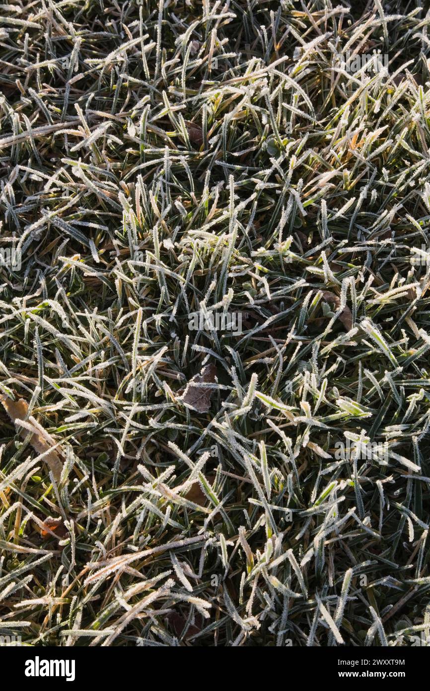 Close-up of frost and ice covered Poa pratensis, Kentucky Bluegrass lawn in early morning light in late autumn, Quebec, Canada Stock Photo