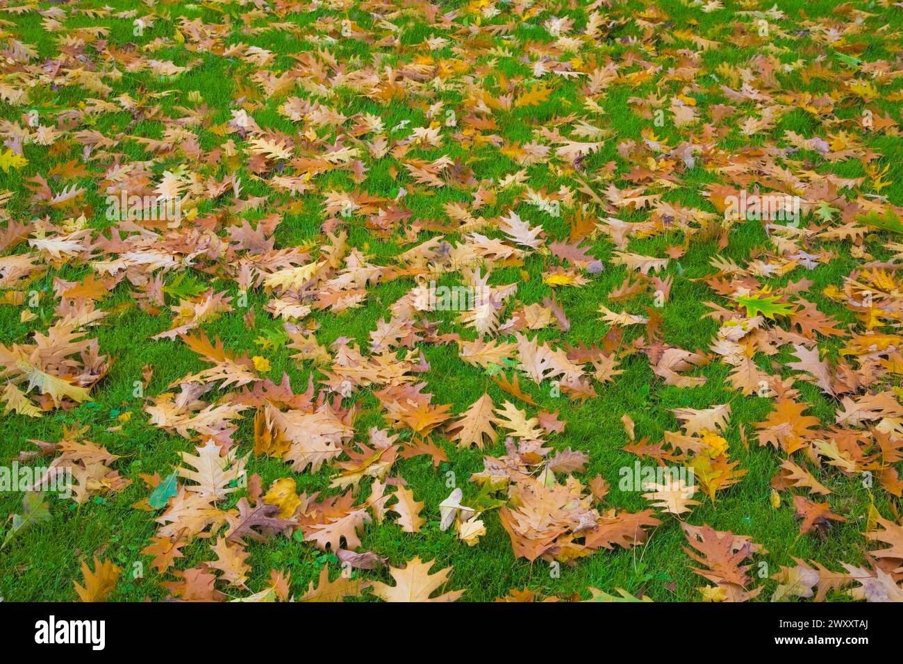 Close-up of fallen brown and yellow Quercus, Oak tree leaves on Poa pratensis, Kentucky Bluegrass lawn in autumn, Quebec, Canada Stock Photo