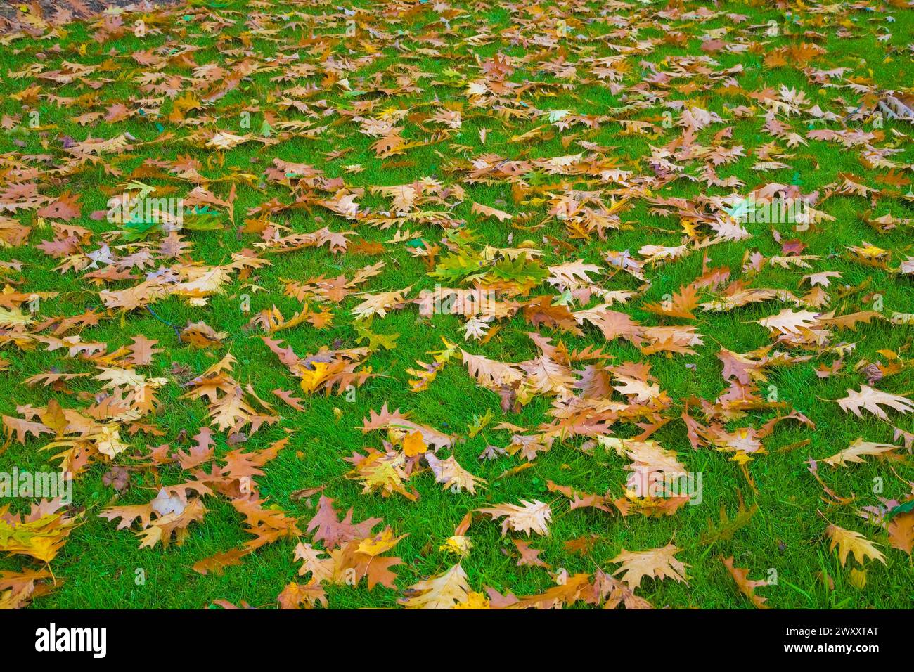 Fallen brown and yellow Quercus, Oak tree leaves on Poa pratensis, Kentucky Bluegrass lawn in autumn, Quebec, Canada Stock Photo