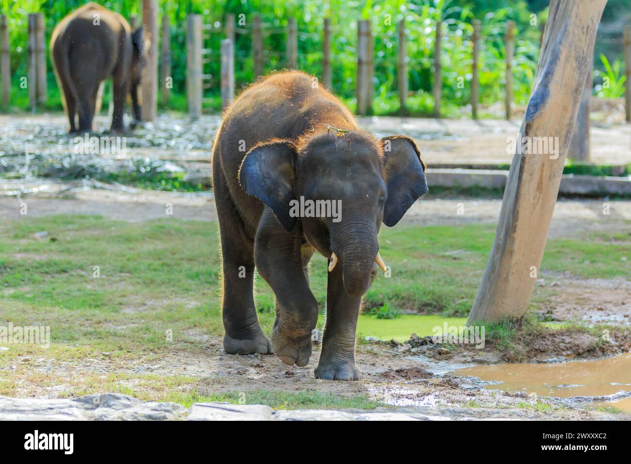 The Borneo Pigmy Elephant is the largest land mamal in Borneo. It can grow up to 2 - 2.5 m in height and weight up to 5400kg Stock Photo