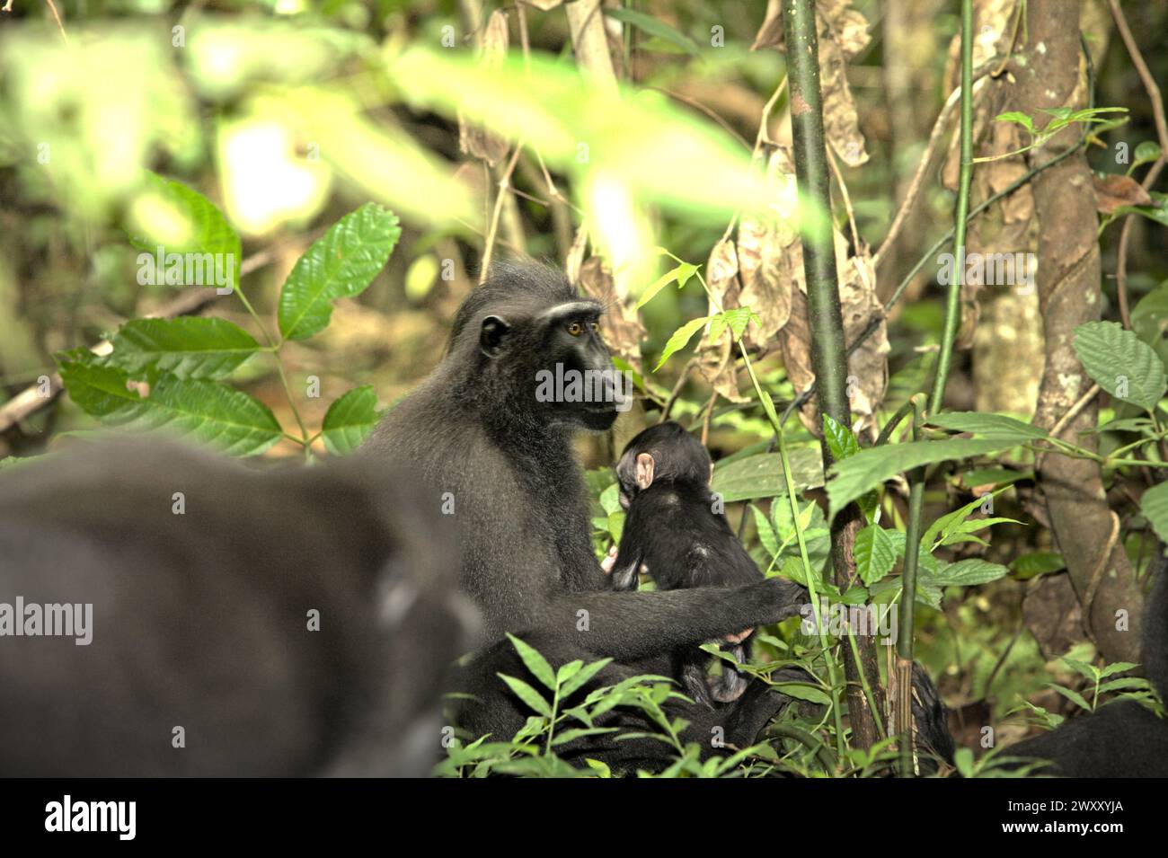 A crested macaque (Macaca nigra) female sits on the ground while taking