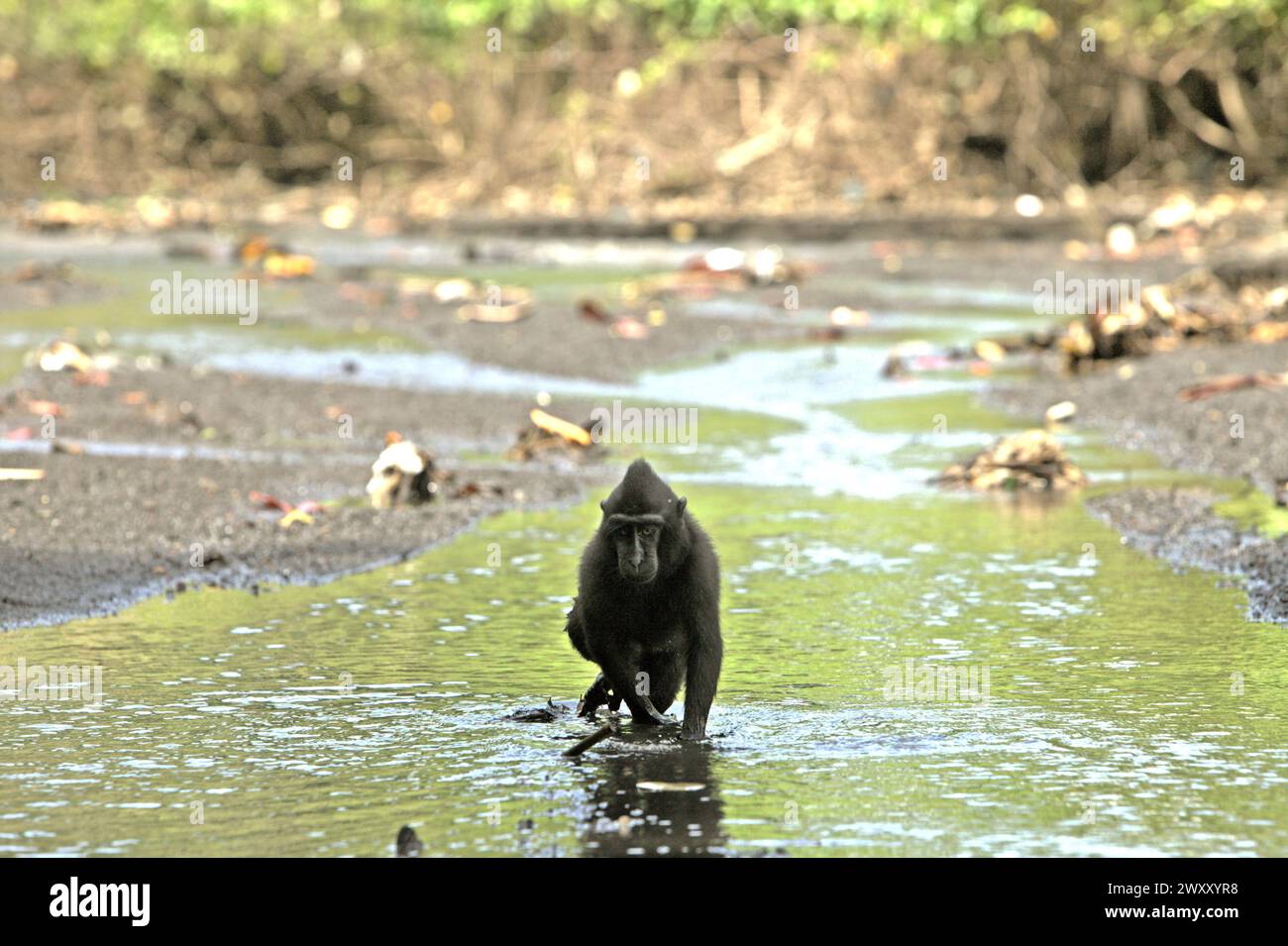 A crested macaque (Macaca nigra) moving on a stream close to a beach, as it is foraging in Tangkoko Nature Reserve, North Sulawesi, Indonesia. Climate change is altering environmental niches, causing species to shift their habitat range as they track their ecological niche, that could be a disadvantage in terms of effective management for biodiversity, according to Nature Climate Change. 'Climate change and disease are emerging threats to primates, and approximately one-quarter of primates' ranges have temperatures over historical ones,' wrote another team of scientists led by Miriam Plaza... Stock Photo