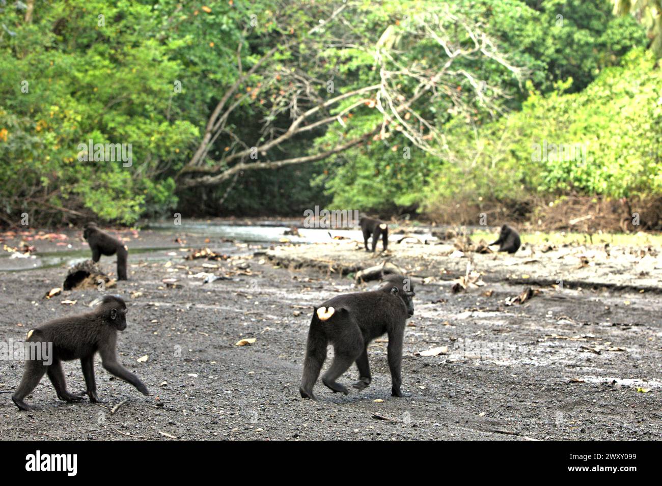 Crested macaques (Macaca nigra) foraging on a stream close to a beach in Tangkoko Nature Reserve, North Sulawesi, Indonesia. Climate change is altering environmental niches, causing species to shift their habitat range as they track their ecological niche, that could be a disadvantage in terms of effective management for biodiversity, according to Nature Climate Change. 'Climate change and disease are emerging threats to primates, and approximately one-quarter of primates' ranges have temperatures over historical ones,' another team of scientists led by Miriam Plaza Pinto wrote on Nature. Stock Photo