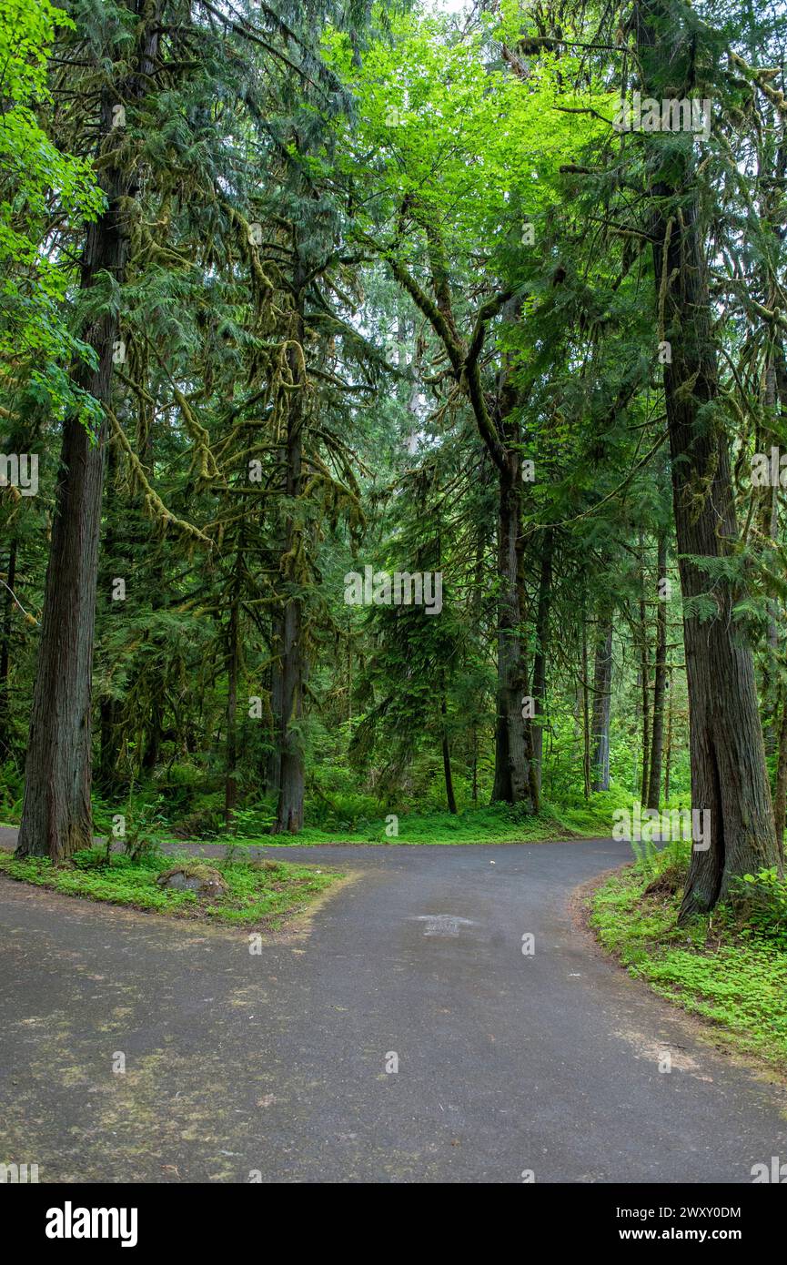 In the Black Canyon campground near Westfir, Oregon Stock Photo Alamy