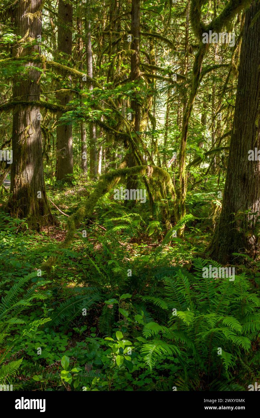 The lush vegetation in a low-elevation Old Growth forest in Oregon. Stock Photo