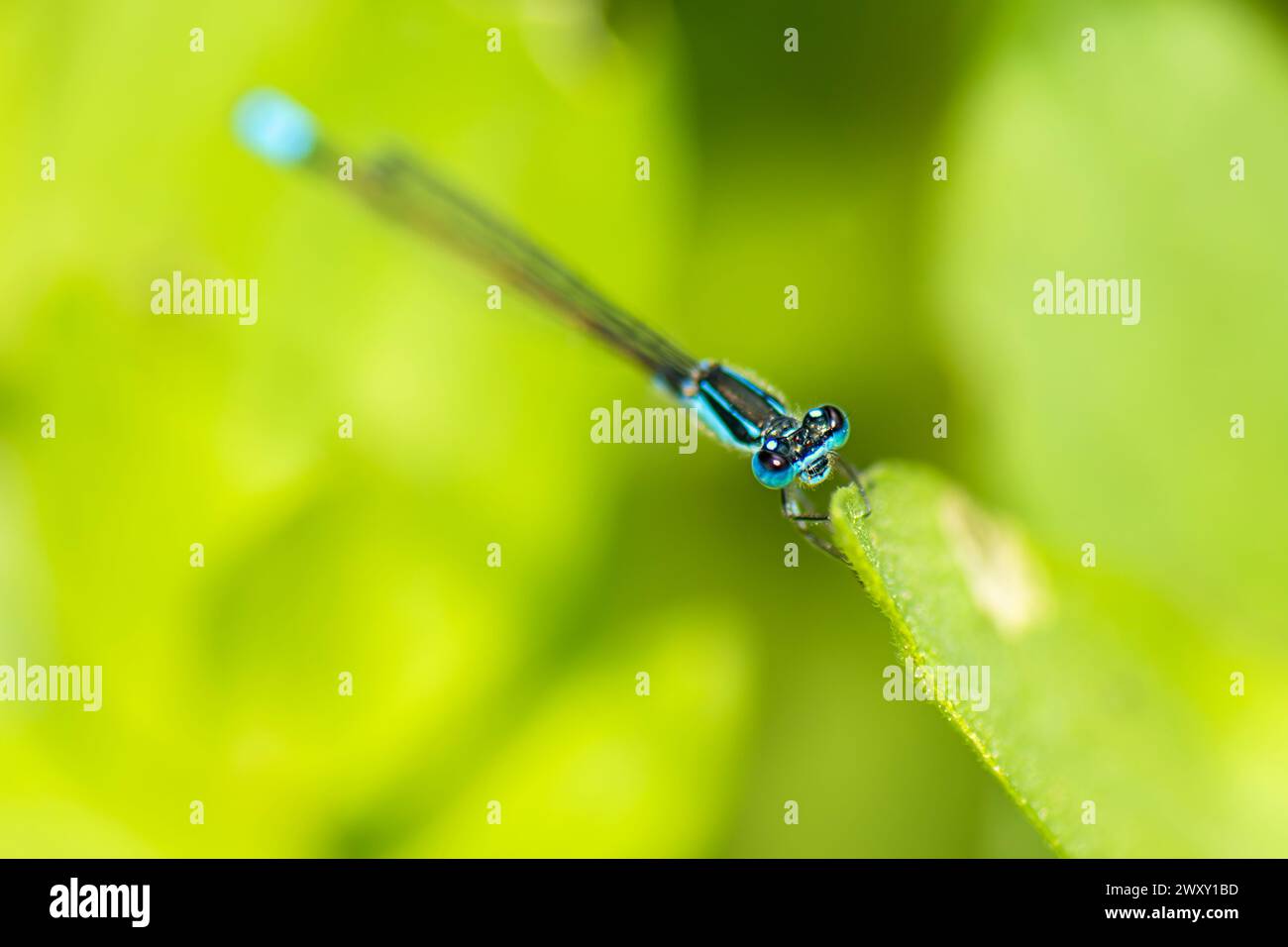 Common Marsh Damselfly with the scientific name of Homeoura chelifera. The damselflies are flying insects of the suborder Zygoptera in the order Odona Stock Photo