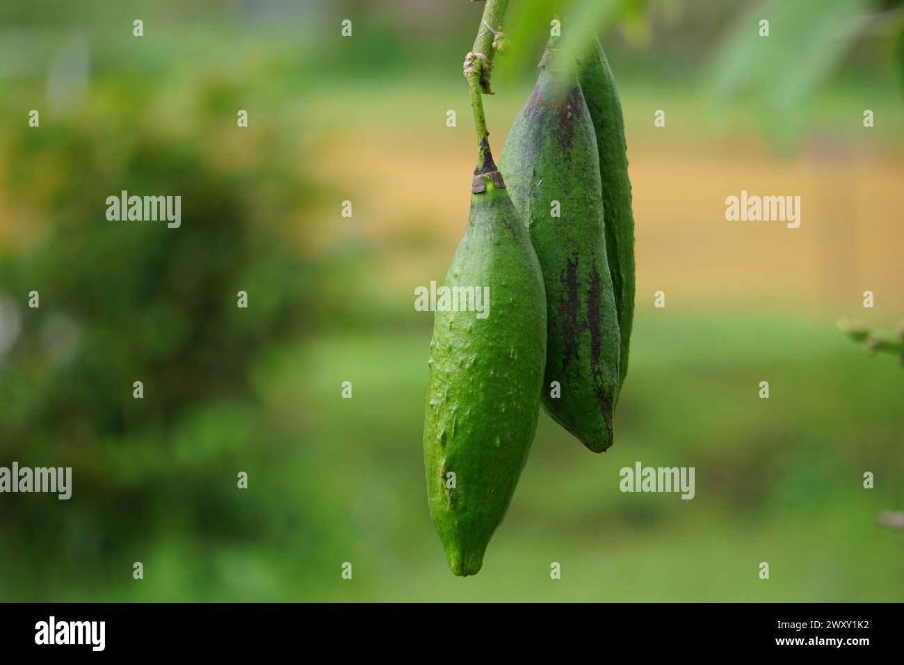 The fruit of Ceiba pentandra (cotton, Java kapok, silk cotton, samauma) with a natural background. Indonesian used this plant as bed Stock Photo