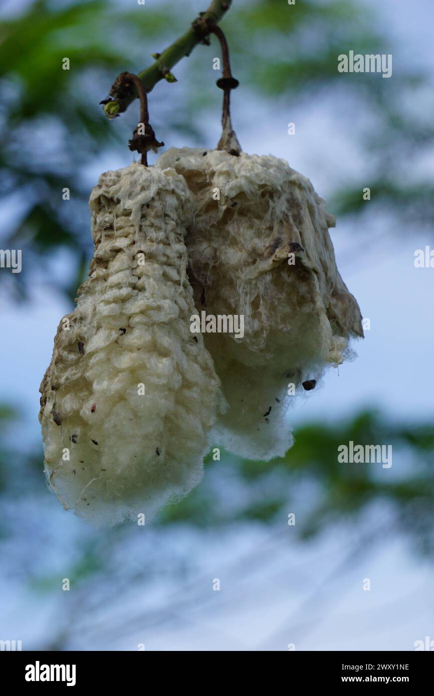 The fruit of Ceiba pentandra (cotton, Java kapok, silk cotton, samauma) with a natural background. Indonesian used this plant as bed Stock Photo