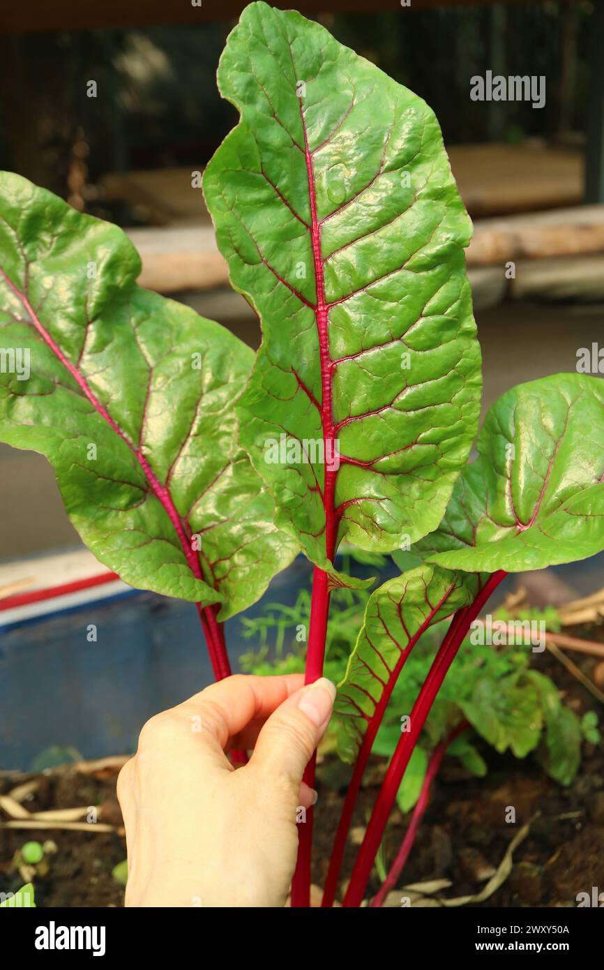 Closeup of Red Stalked Swiss Chards Growing in the Greenhouse Stock Photo