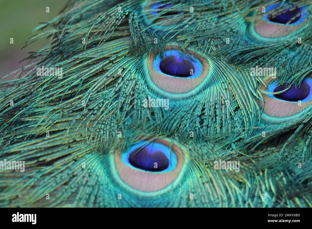 A closeup of blue and green peacock tail Stock Photo