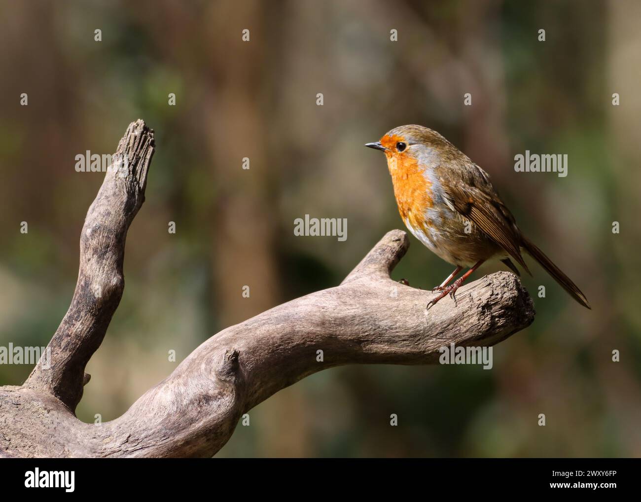 A selective focus shot of a robin bird perched on a tree branch Stock Photo