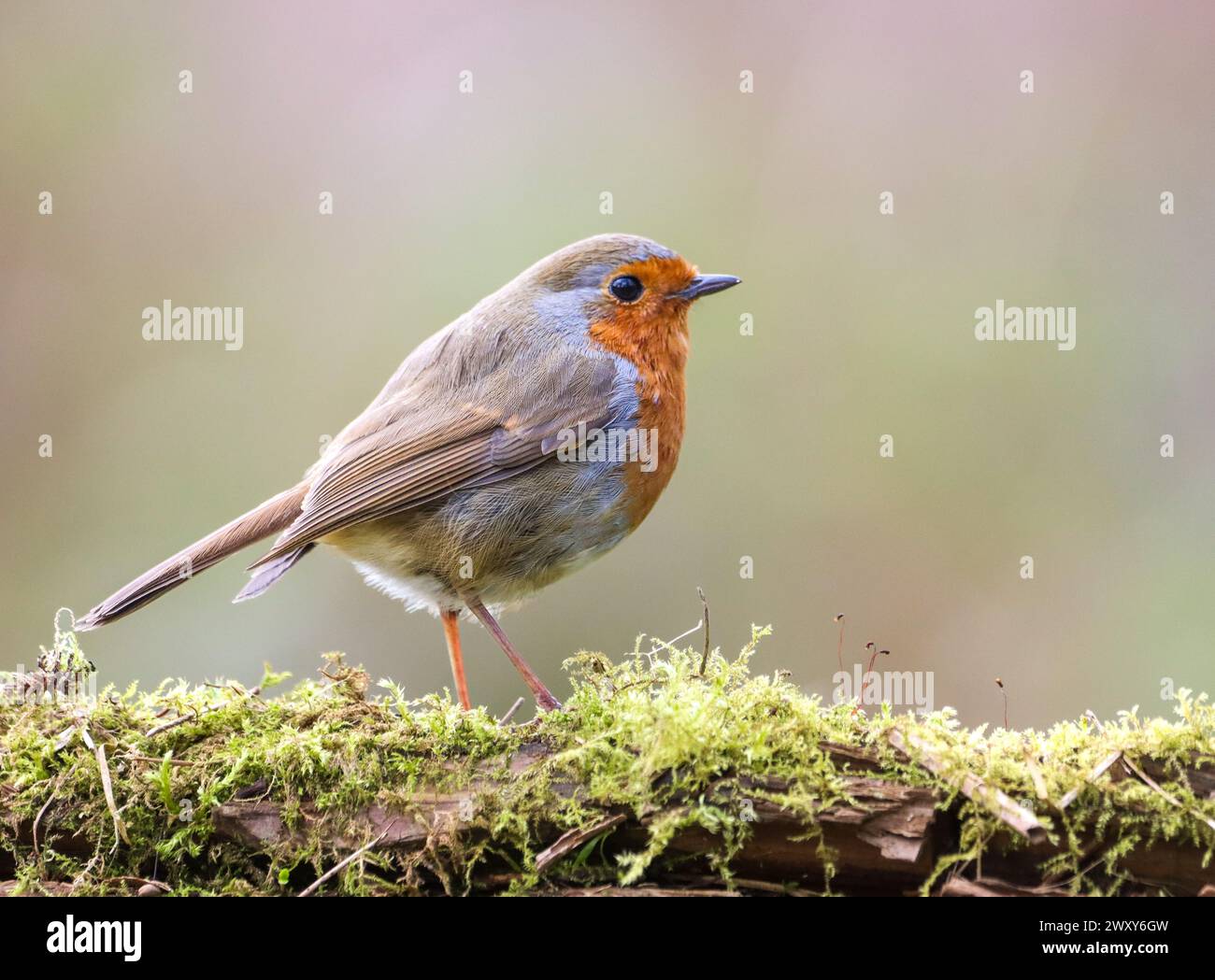 A selective focus shot of a robin bird perched on a tree branch Stock Photo