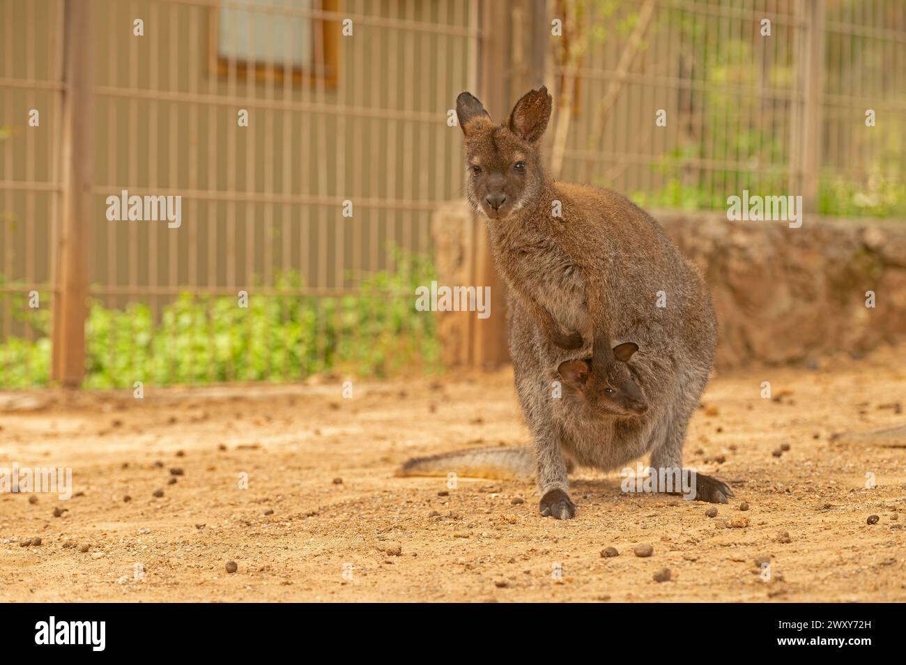 Kangaroo to carry baby sale