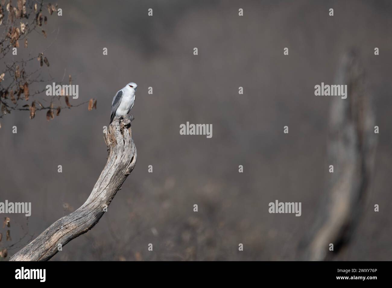 black-winged kite (Elanus caeruleus), also known as the black-shouldered kite observed in Jhalana in Rajasthan, India Stock Photo