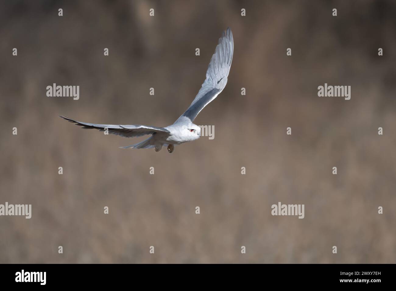black-winged kite (Elanus caeruleus), also known as the black-shouldered kite observed in Jhalana in Rajasthan, India Stock Photo