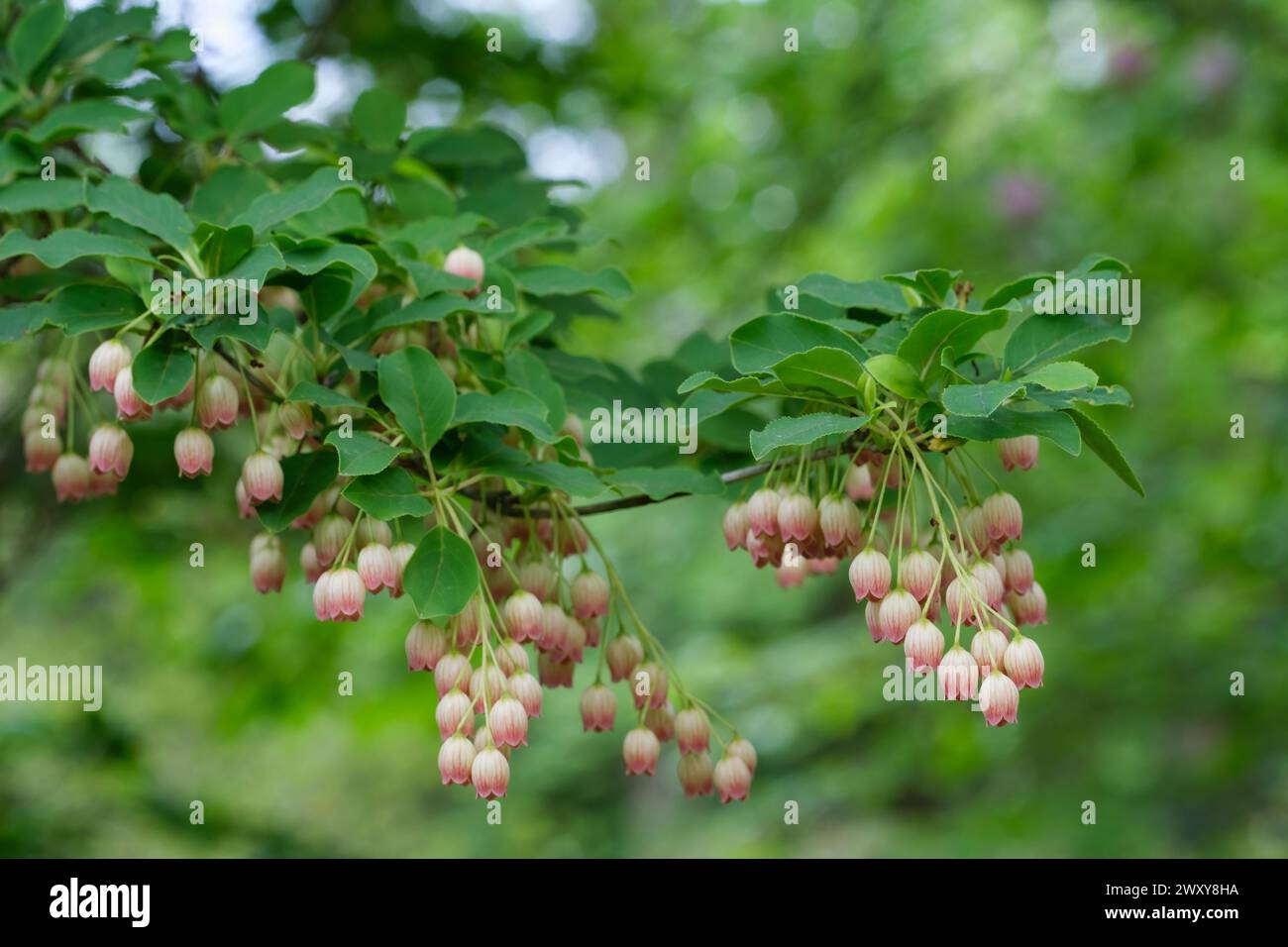 Chinese enkianthus, Enkianthus himalaicus var. chinensis, clusters of bell-shaped, cream flowers, pink veins Stock Photo