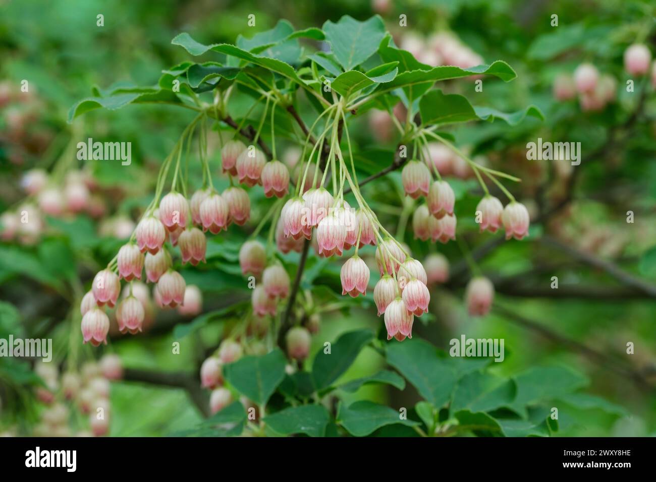 Chinese enkianthus, Enkianthus himalaicus var. chinensis, clusters of bell-shaped, cream flowers, pink veins Stock Photo